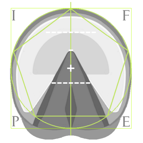 Logo IFPE - Institut Français de Podologie Équine