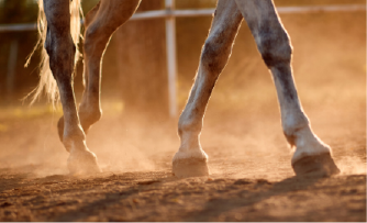 Analyse globale du cheval et de son environnement