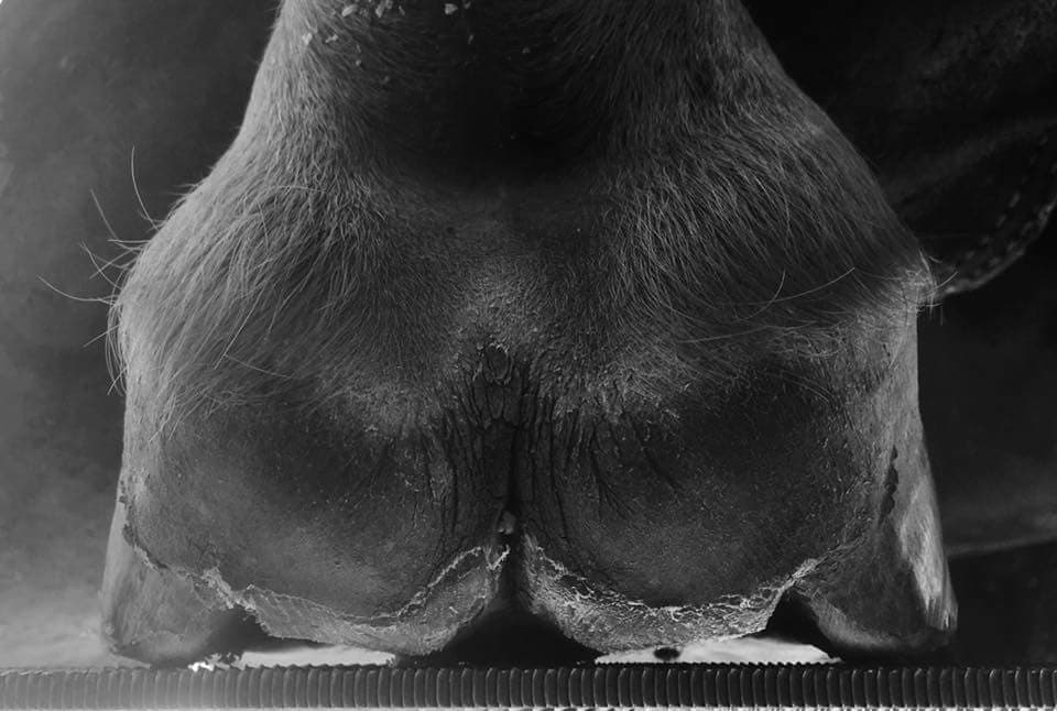 Analyse de la posture, des aplombs et de l'environnement du cheval